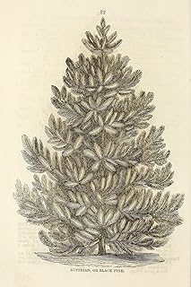 Ellwanger And Barry - Austrian Or Black Pine - Art Print, Poster, Painting, Photo, Wall Decor - tree, plant, gardening, outdoor, wood // Size: A1 (594 x 841 mm)