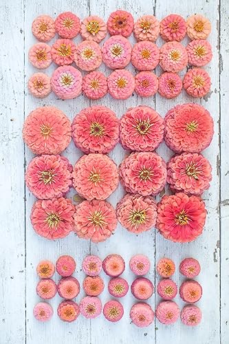 Miniatura 2 de TomorrowSeeds - Coral Beauty - Semillas de zinnia - Paquete de 600 unidades - para 2024 sin OMG Estados Unidos, jardín, flores gigantes, salmón
