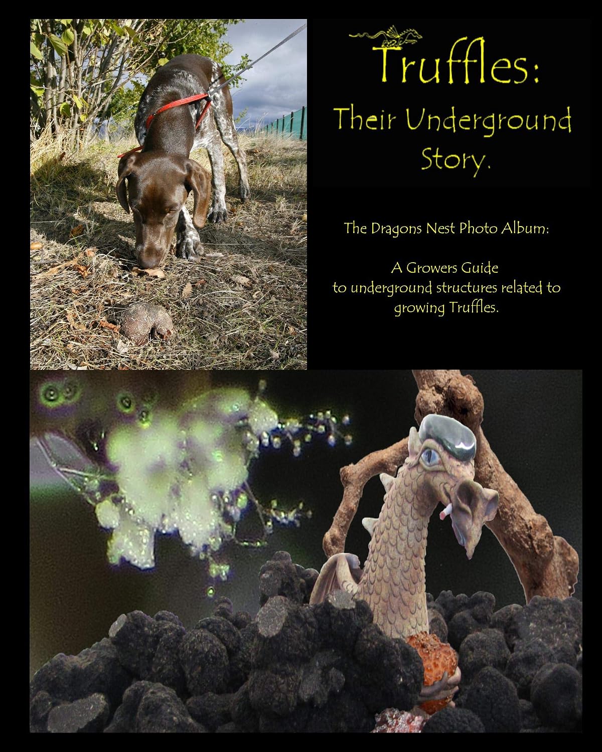 Truffles: Their Underground Story