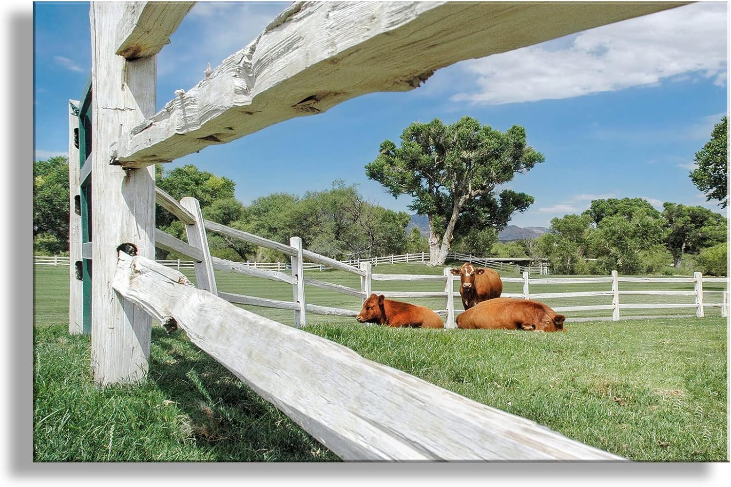 Farm Photograph with Cows Pasture and White Wooden Fence at Tubac Golf Resort