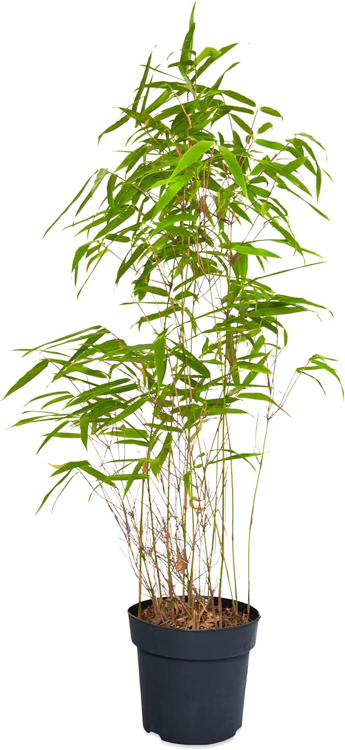 Bambus Fargesia Rufa 1 Stück Topf Ø 15 cm Lieferhöhe 2530cm