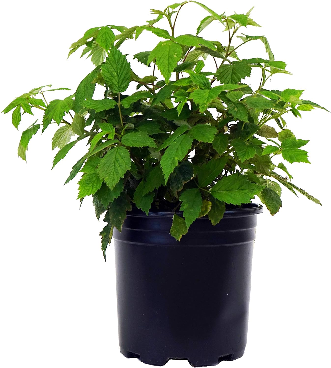 Green Promise Farms Rubus 'Jewel Edible-Shrub, 2-Size Container, Black Raspberry