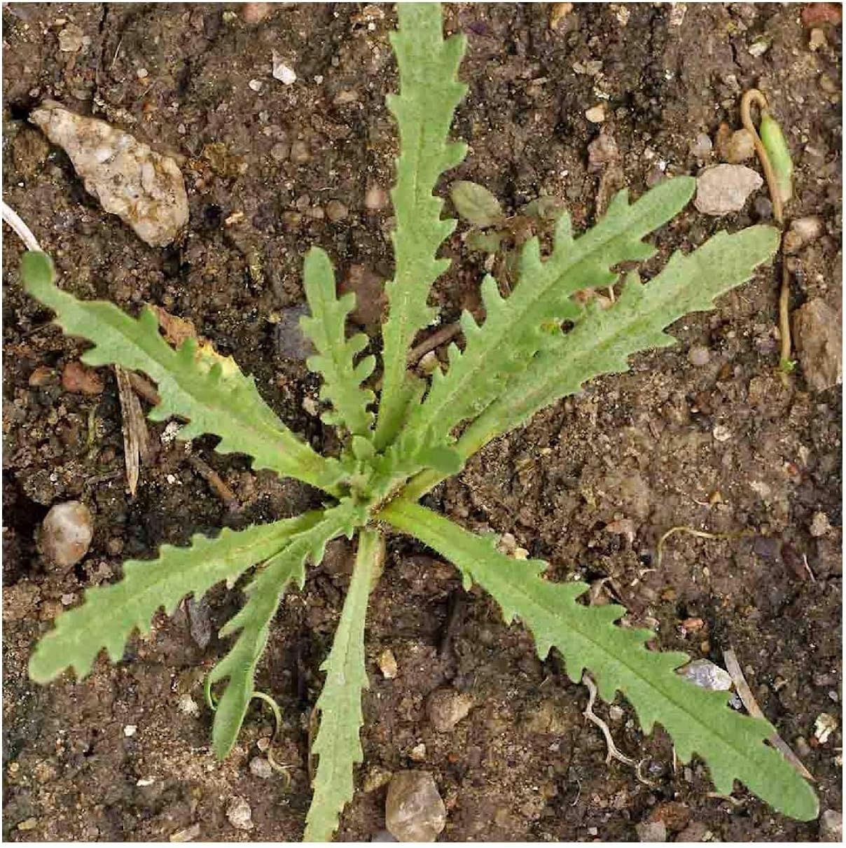 Everwilde Farms - 1/4 Lb Tidy-Tips Native Wildflower Seeds - Gold Vault