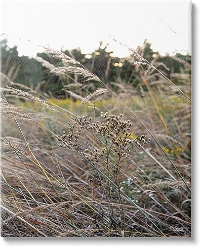 Stupell Industries Donnie Quillen - Cañas florecientes de campo, diseño de pasto alto