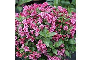 Proven Winners Snippet Dark Pink Weigela: A Vibrant Addition to Your Garden