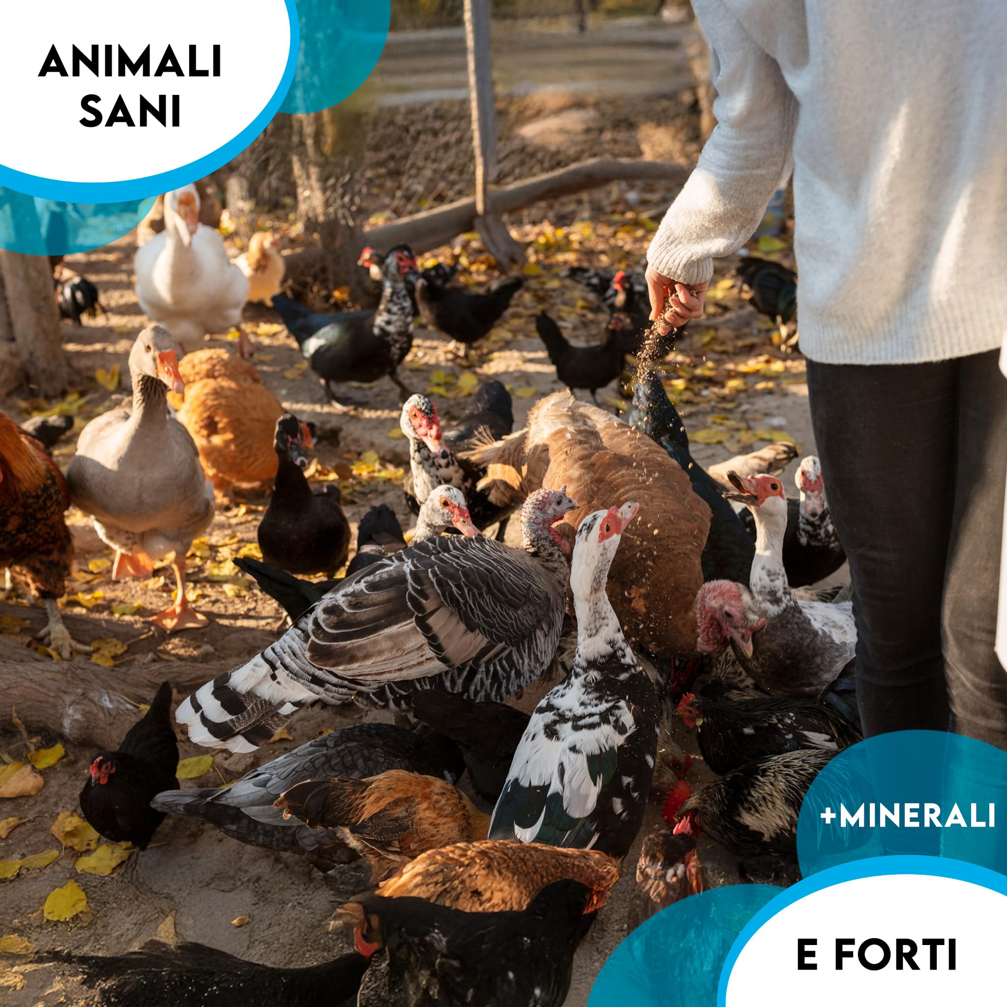 ZOMAPET OSTRIK Mangime Galline Ovaiole a base di scaglie d’ostrica 3/5mm 450gr, Grit per galline ovaiole specifico per uova più sane, mangime uccelli selvatici - Made in Italy