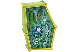 Eisco Labs Plant Cell Model: Exploring Life on a Small Scale