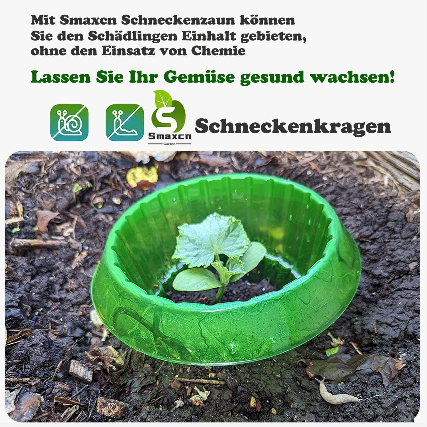 Verdickte Ausführung Schneckenkragen, Schneckenschutz zur Abwehr von Schnecken, für Ihre Salatpflanzen und Kohl - Schützt Pflanzen vor Tierfraß, grün, Set à 24 Stück