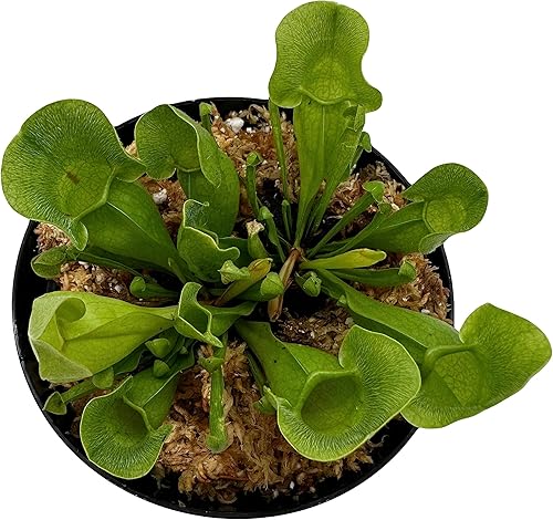 Miniatura 1 de Sarracenia Purpurea Venosa - Jarra carnívora en maceta de 4 pulgadas