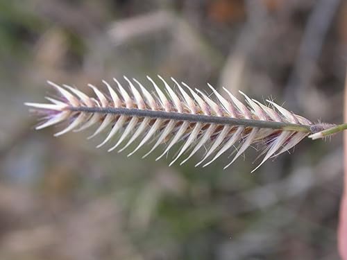 Miniatura 3 de 1000 Blue GRAMA Grass Gramma Bouteloua Gracilis Flower Mosquito Grass Seeds