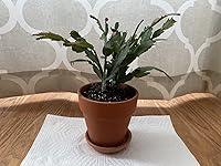 Review Image by SnowFrog SnowFrog