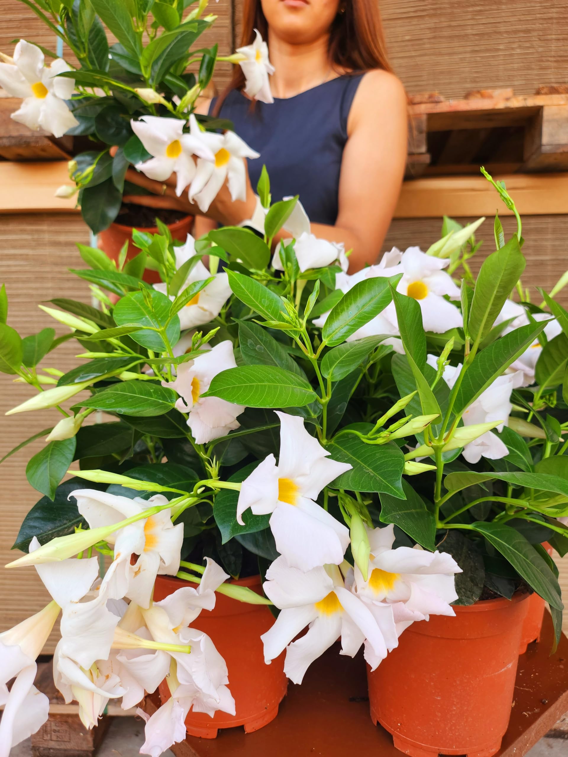 POWERS TO FLOWERS - DIPLADENIA BIANCA VASO 14CM DIAMETRO, 6 PIANTE, piante vere