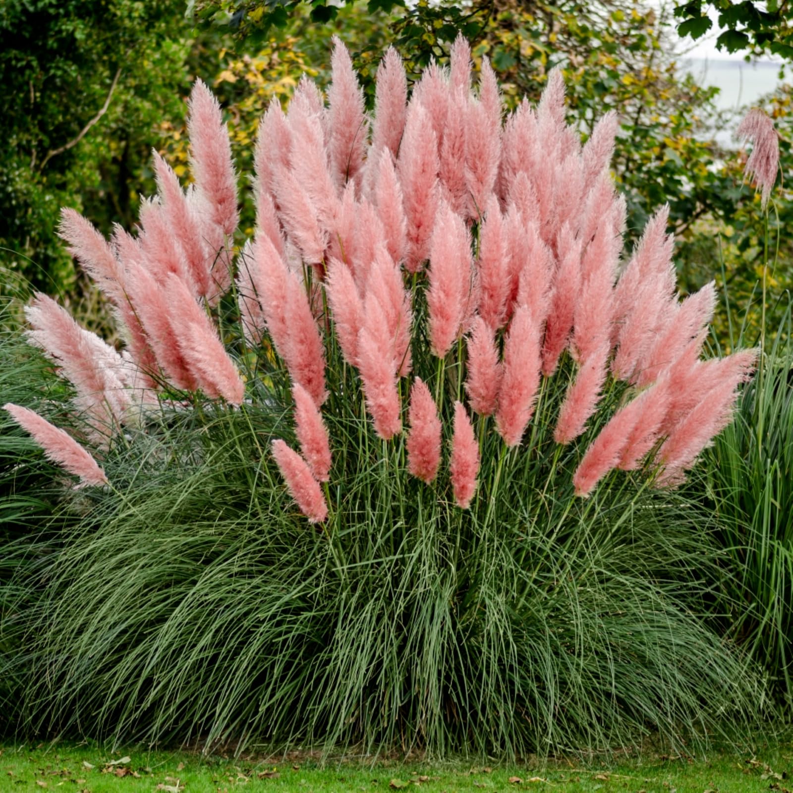 See full amazon price history chart for Rare Pink Pampas Grass Ornamental Grass seeds Rare Pink Pampas Grass Ornamental Grass seeds (B0C7BTK7C2) Amazon Price History, Amazon Price Tracker