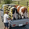 Farm Animal Transport Truck 3D: Cargo Delivery Simulator & Animal Transport Game