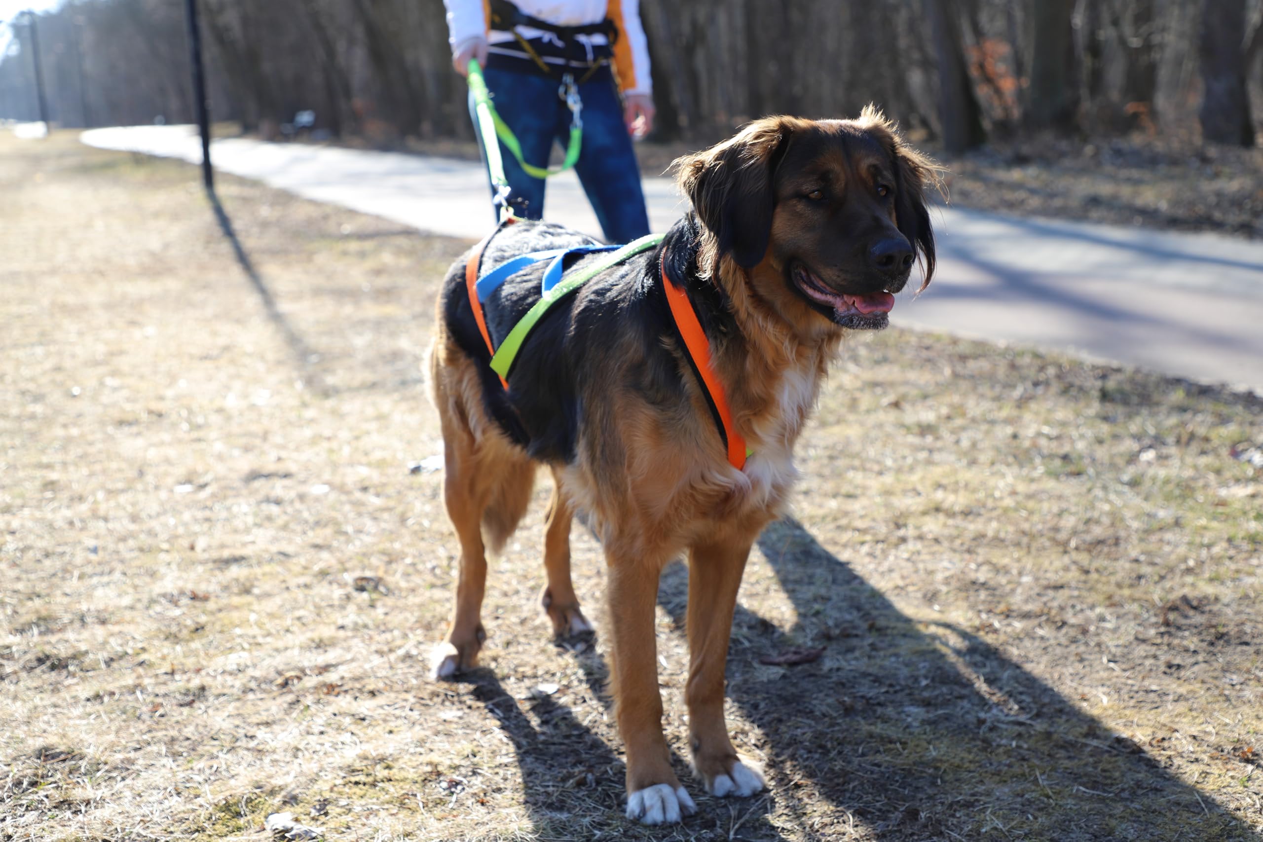 Dingo 15082 - Arnés para perros Active Sled Sydney con banda izquierda, verde, derecha, naranja, espalda azul, Canicross Bikejoring o Skijoring, talla XXL