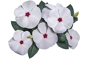 Pacifica Polka Dot Hybrid Vinca Flower Seeds