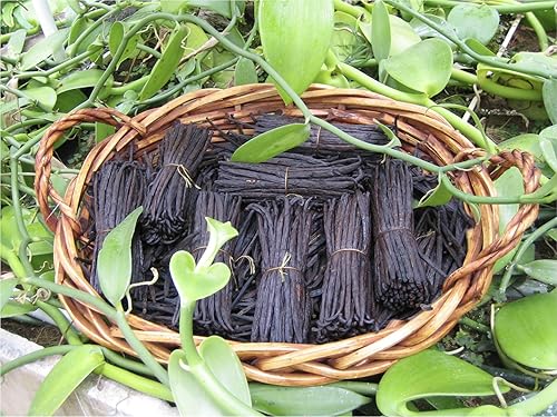 Miniatura 4 de Bakto Flavors Extracto puro de vainilla - 32 OZ