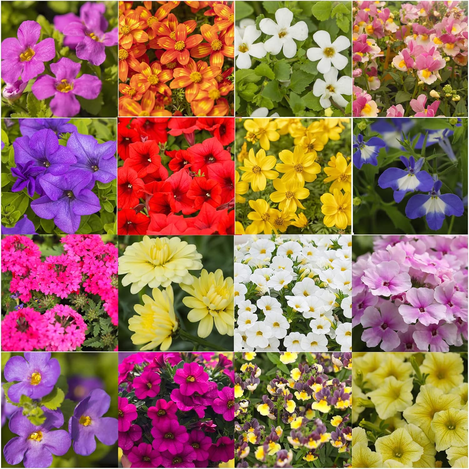 Hanging Basket Summer Collection Plug Plants, 24 Plug Plants *Amazing