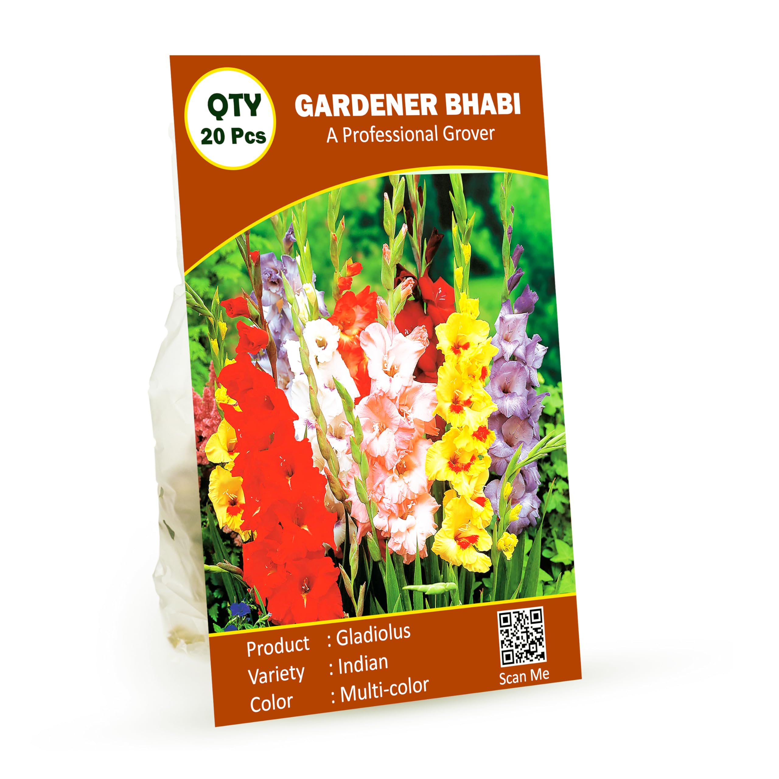 Gardener Bhabi Gladiolus Flower Bulbs Big Size - Pack of 10 Bulbs (Multi-color) (B0CP4K1DS8) Amazon Price History, Amazon Price Tracker
