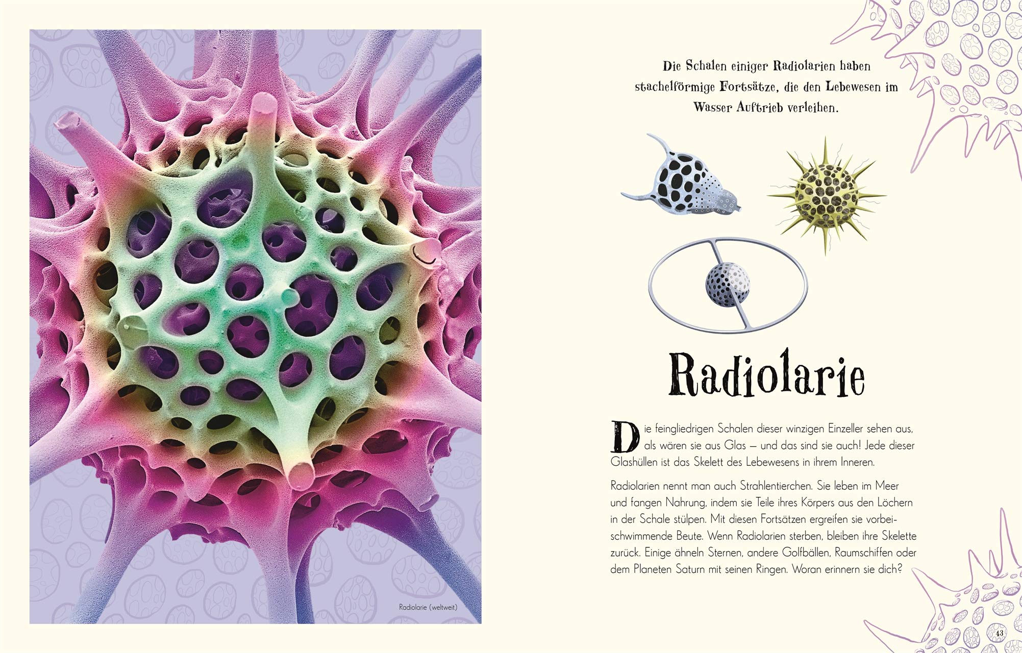 Wundervolle Welt der Natur: Ein Naturbilderbuch für die ganze Familie. Hochwertig ausgestattet mit Lesebändchen, Goldfolie und Goldschnitt