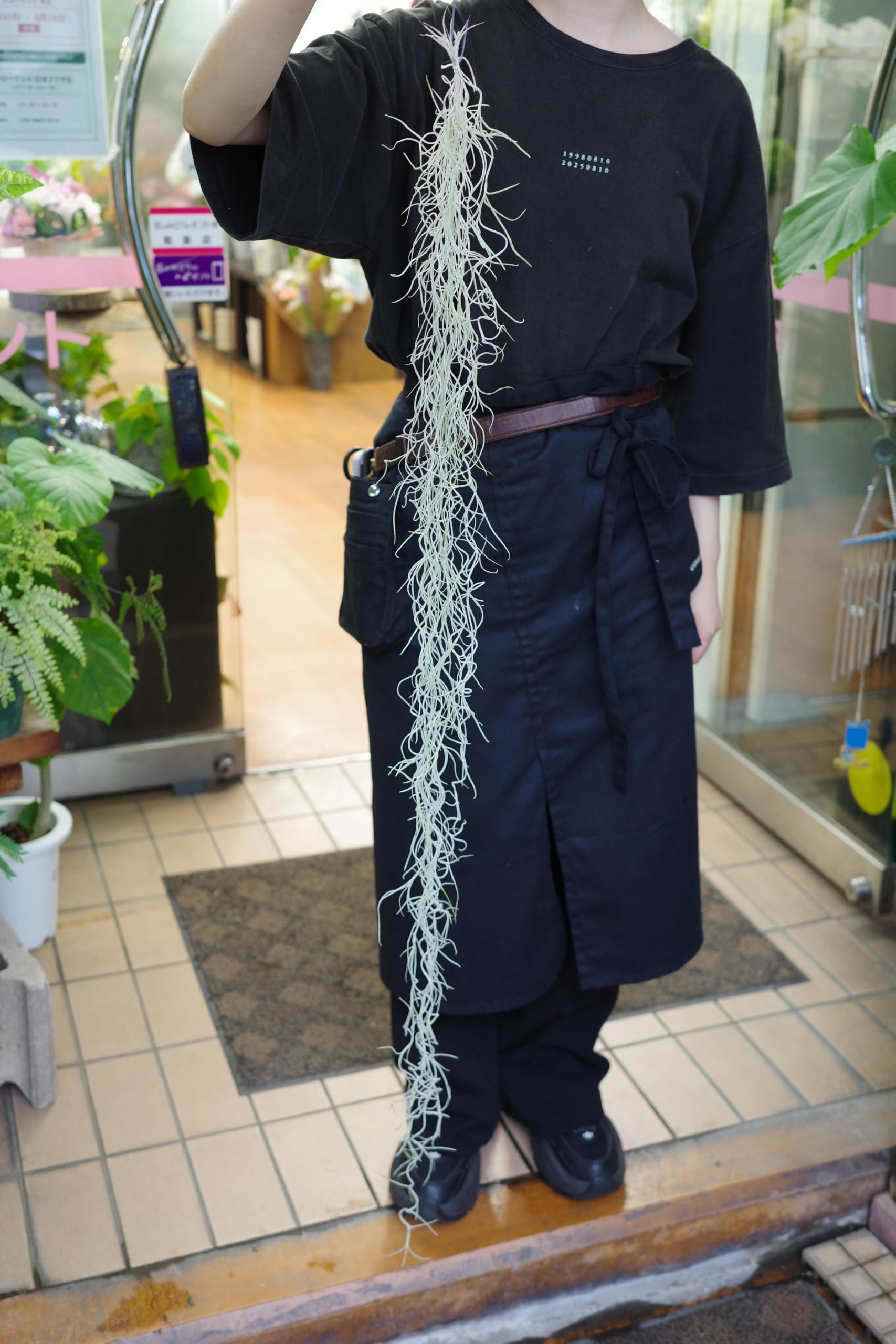 Amazon｜超ロング スパニッシュモス 「細葉・Sサイズ・約100cm 」 エア