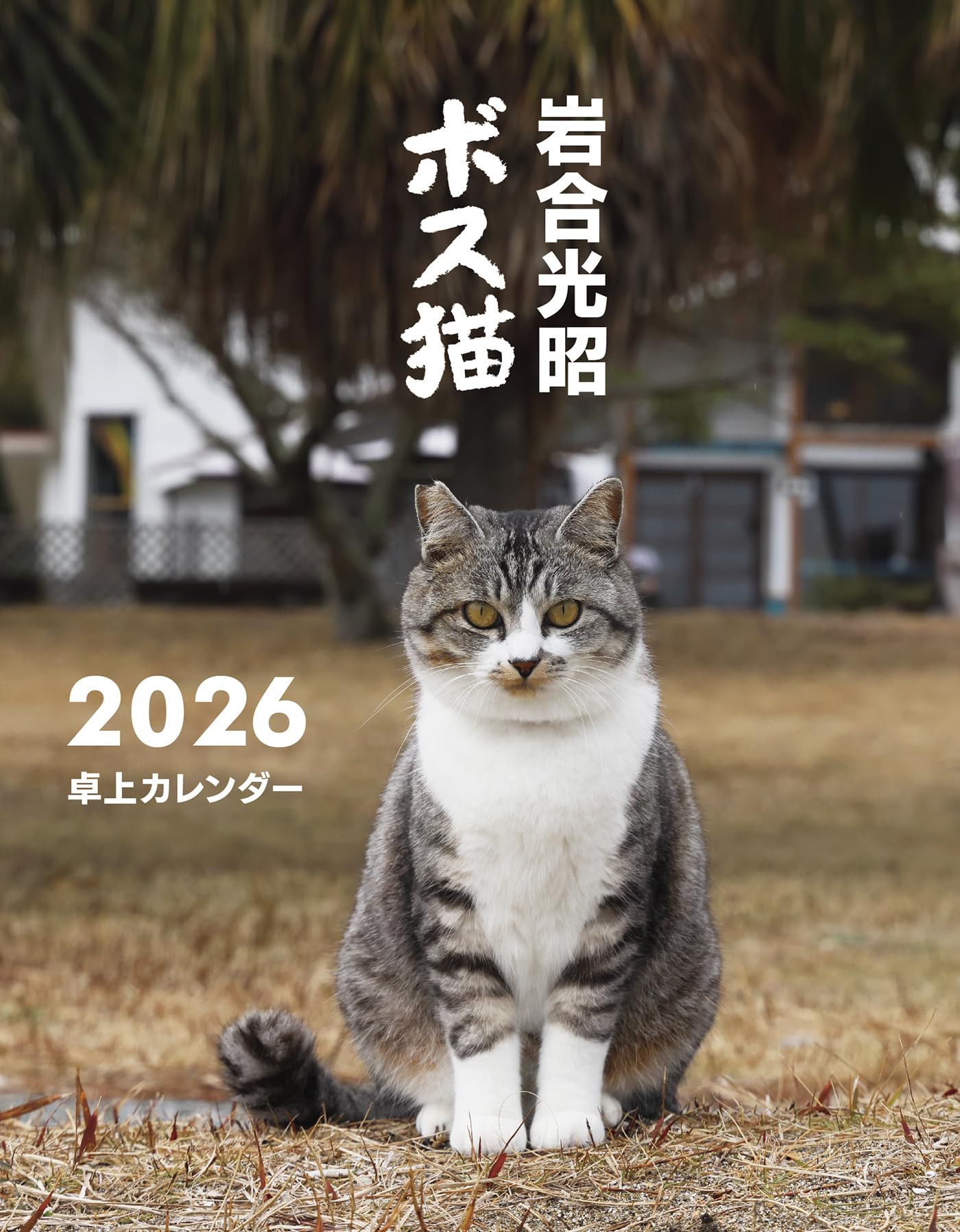 岩合光昭 ボス猫卓上カレンダー2026 ([カレンダー]) | 岩合 光昭（写真