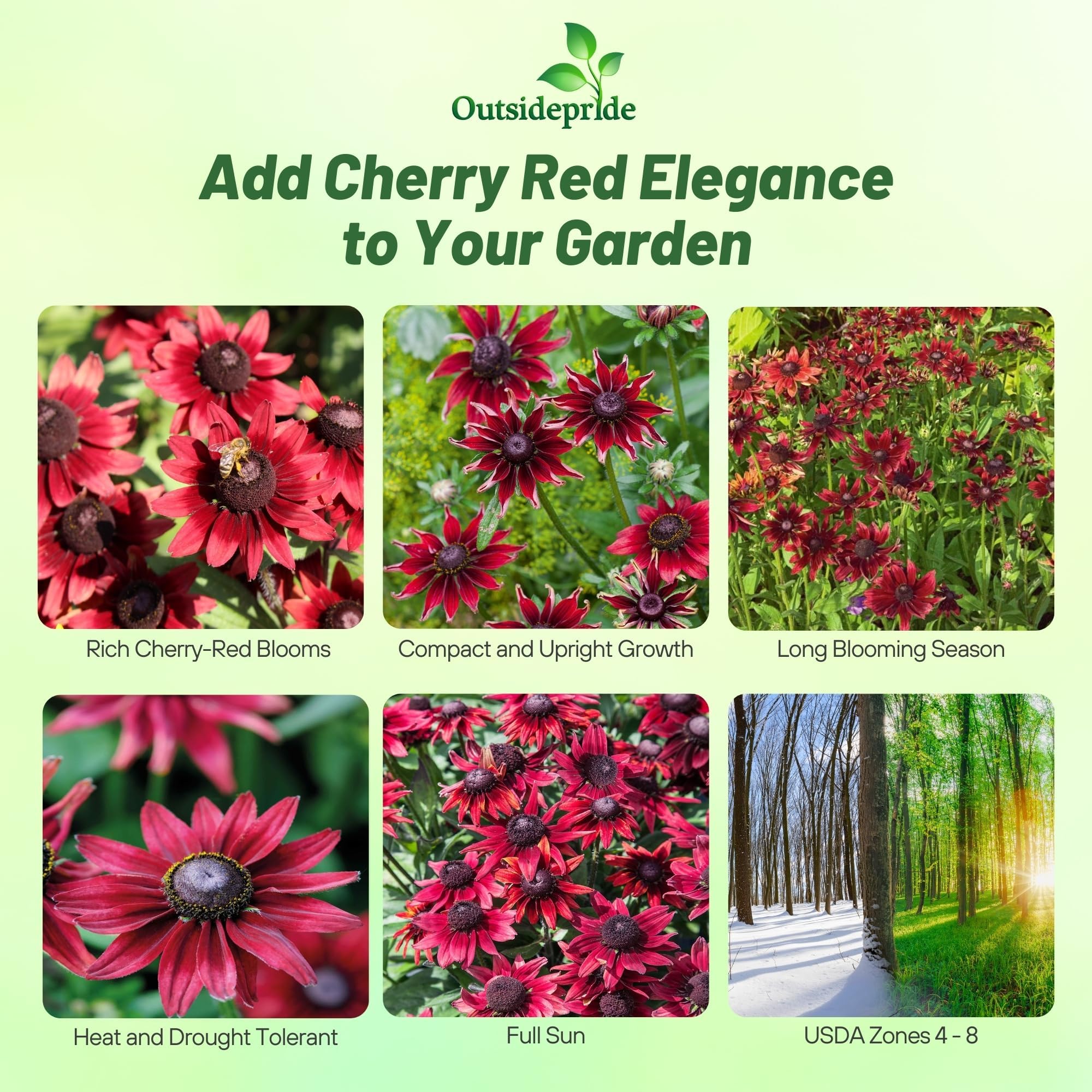 Amazon.com : Outsidepride Cherry Brandy Rudbeckia Seeds - 25 Pcs. Annual,  Easy to Grow & Self-Seeding Flower Seeds for Planting Red Blooms, for Low  Maintenance Pollinator Gardens & Erosion Control : Patio,