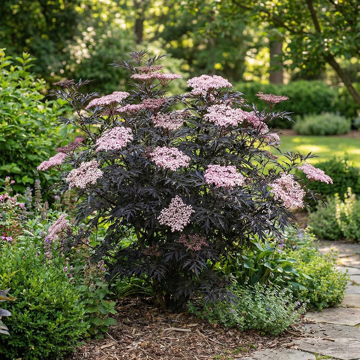 Bloomique - Sambucus Nigra Black Lace - Sureau noir - Plante de Jardin - Rustique - Hauteur 30-40 cm - Pot 19 cm