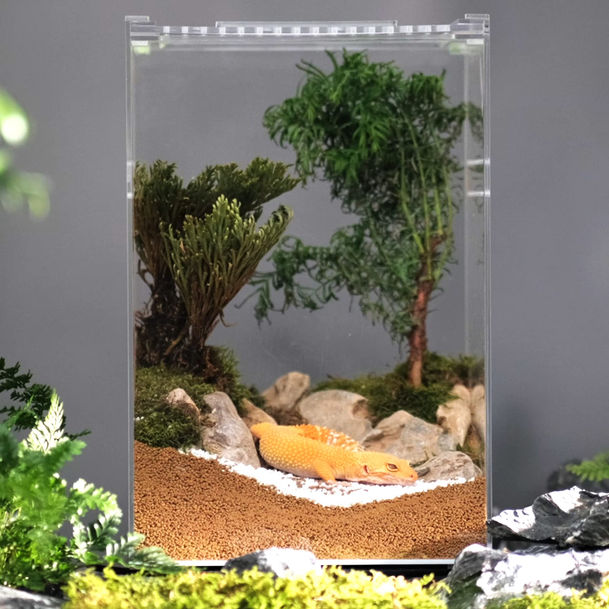 Buy Neptonion Acrylic Breeding Box 6"x6"x9" Transparent Mini Reptile