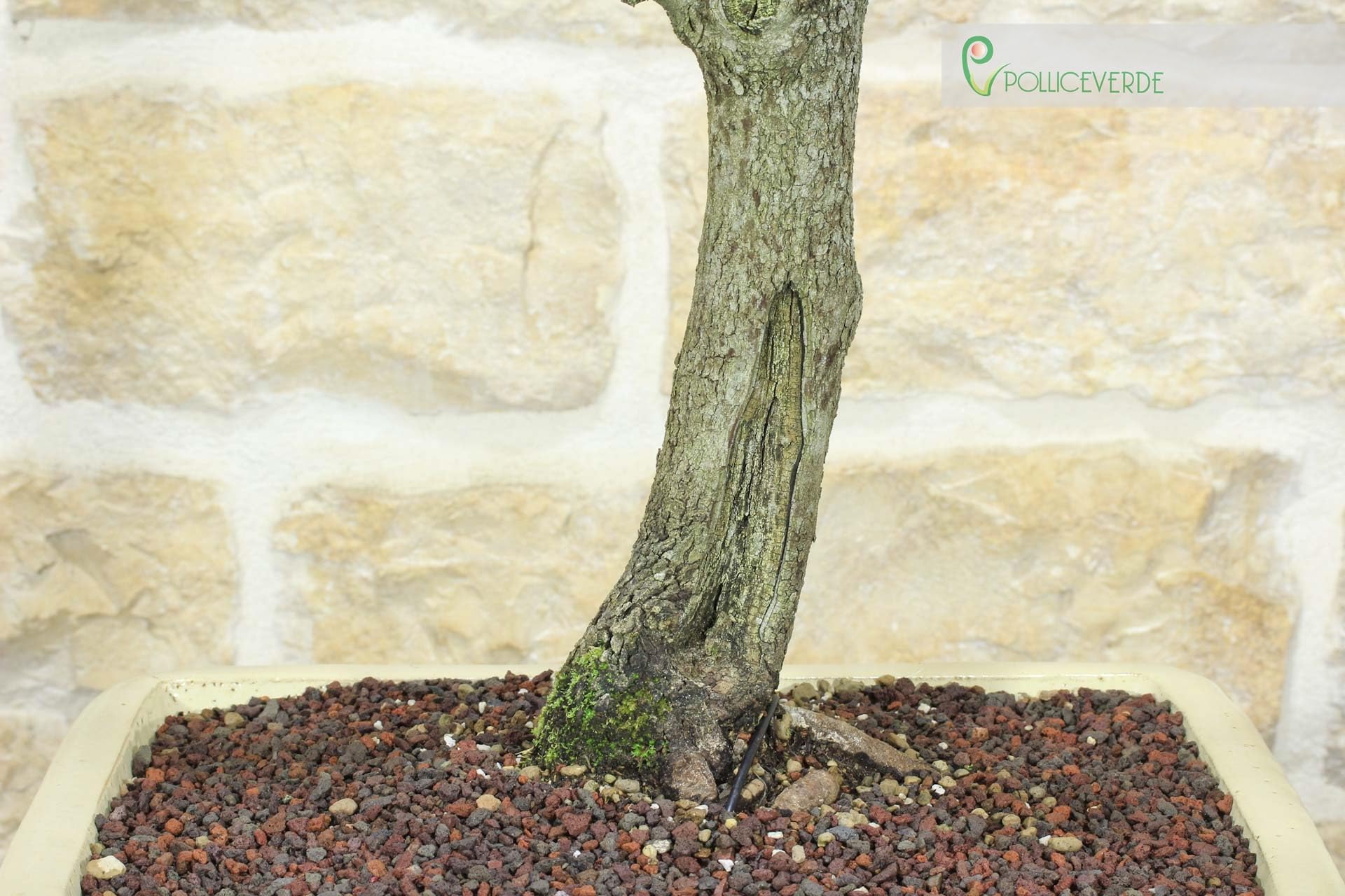 Cercis Bonsaï - Arbre de Judée (75)