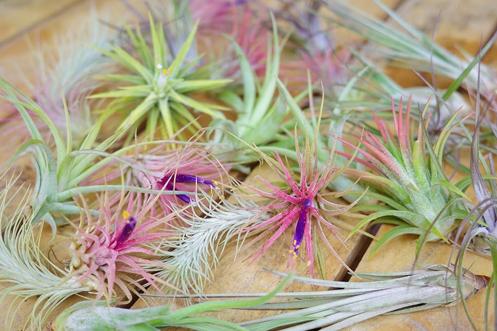 エアプランツ　セット Amazon｜エアプランツ (5種類セット) おまかせセット チランジア