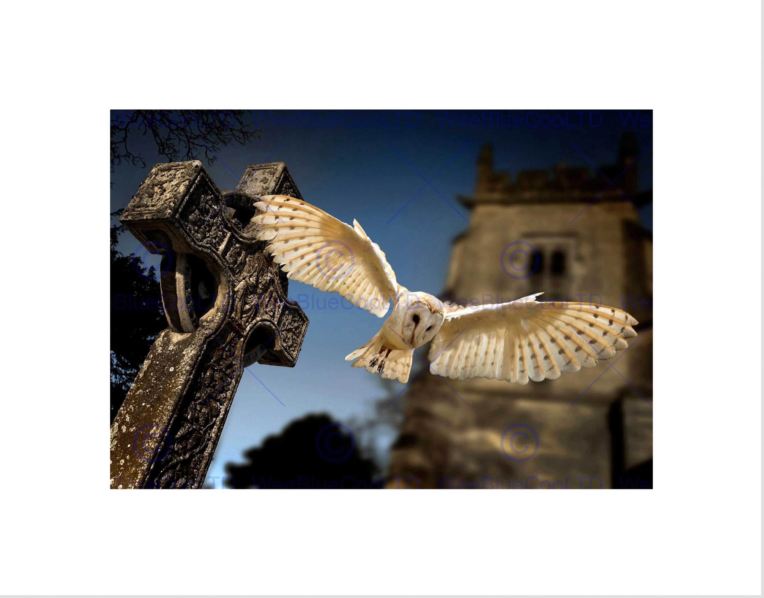 Wee Blue Coo Barn Owl Bird Alba Graveyard Scotland Picture Wall Art Print