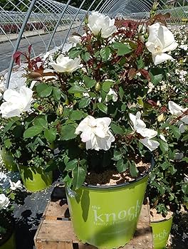 Offen【Reborn project】ROSE-pointed /WHITE White Knock Out® Rose - Tree Form For Sale Online | The Tree