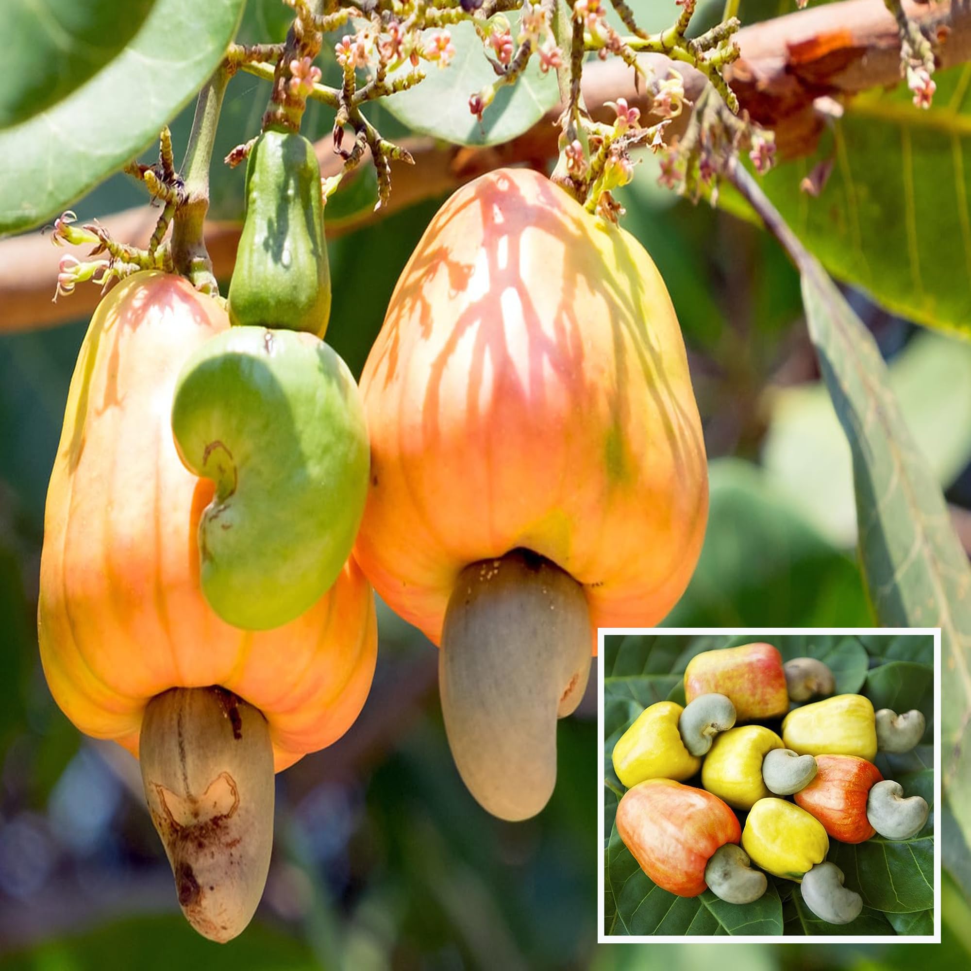 HAPING Jhargram 1 Kaju Cashew Nut Anacardium Fruit Live Plant (1.5-3 Feet Height) (B0CV4VXTYW) Amazon Price History, Amazon Price Tracker