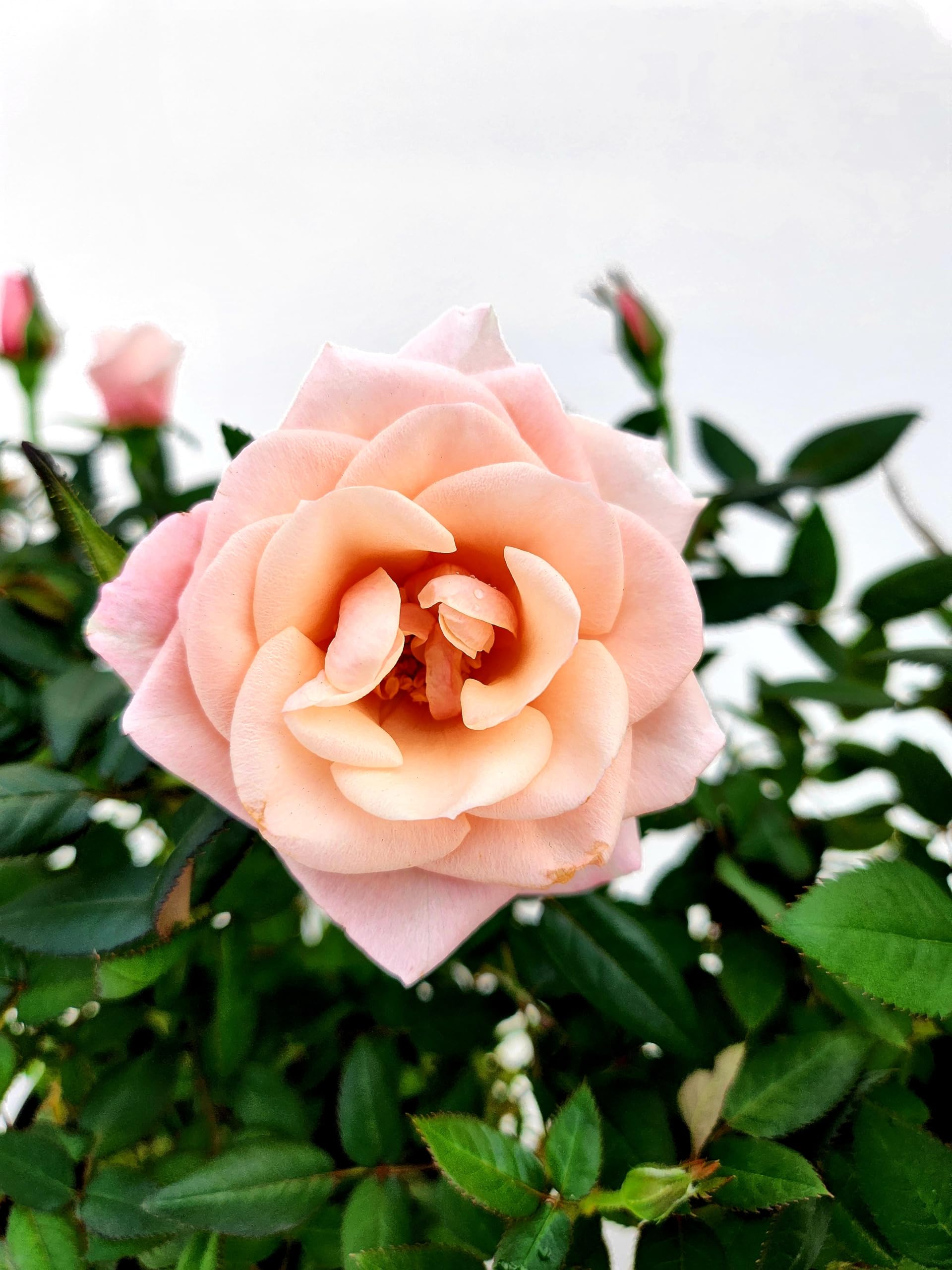 Rose Rampicanti Profumate - 2 Piante Vere Rifiorenti, Colore Rosa Tenue, Resistenti Alle Malattie