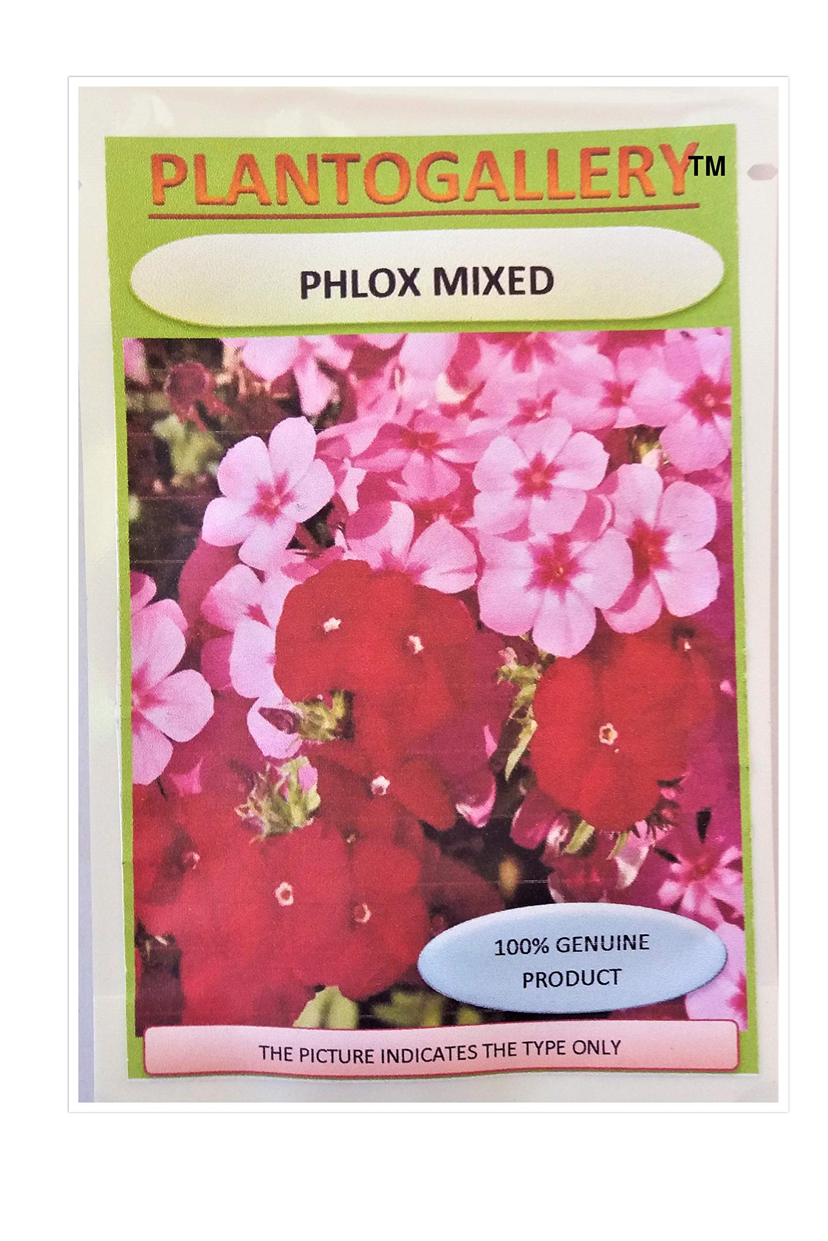 PLANTOGALLERY Phlox Mixed Colour Flower F1 Hybrid Seeds Good Germination (B07S74LCGG) Amazon Price History, Amazon Price Tracker
