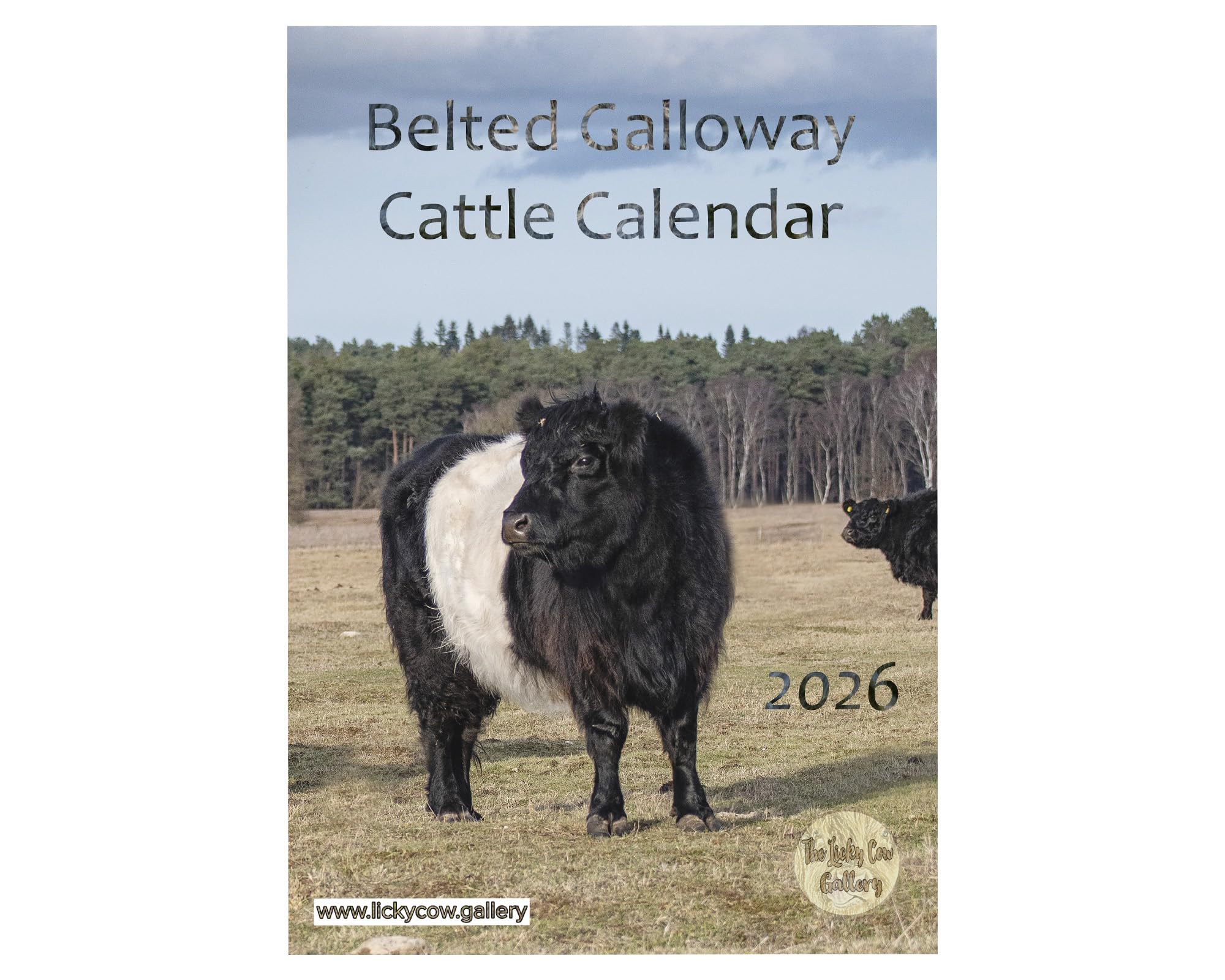 Belted Galloway Cattle Wall Calendar 2026 by photographer Toni Cross. A4 Sprial Bound with Hanger.