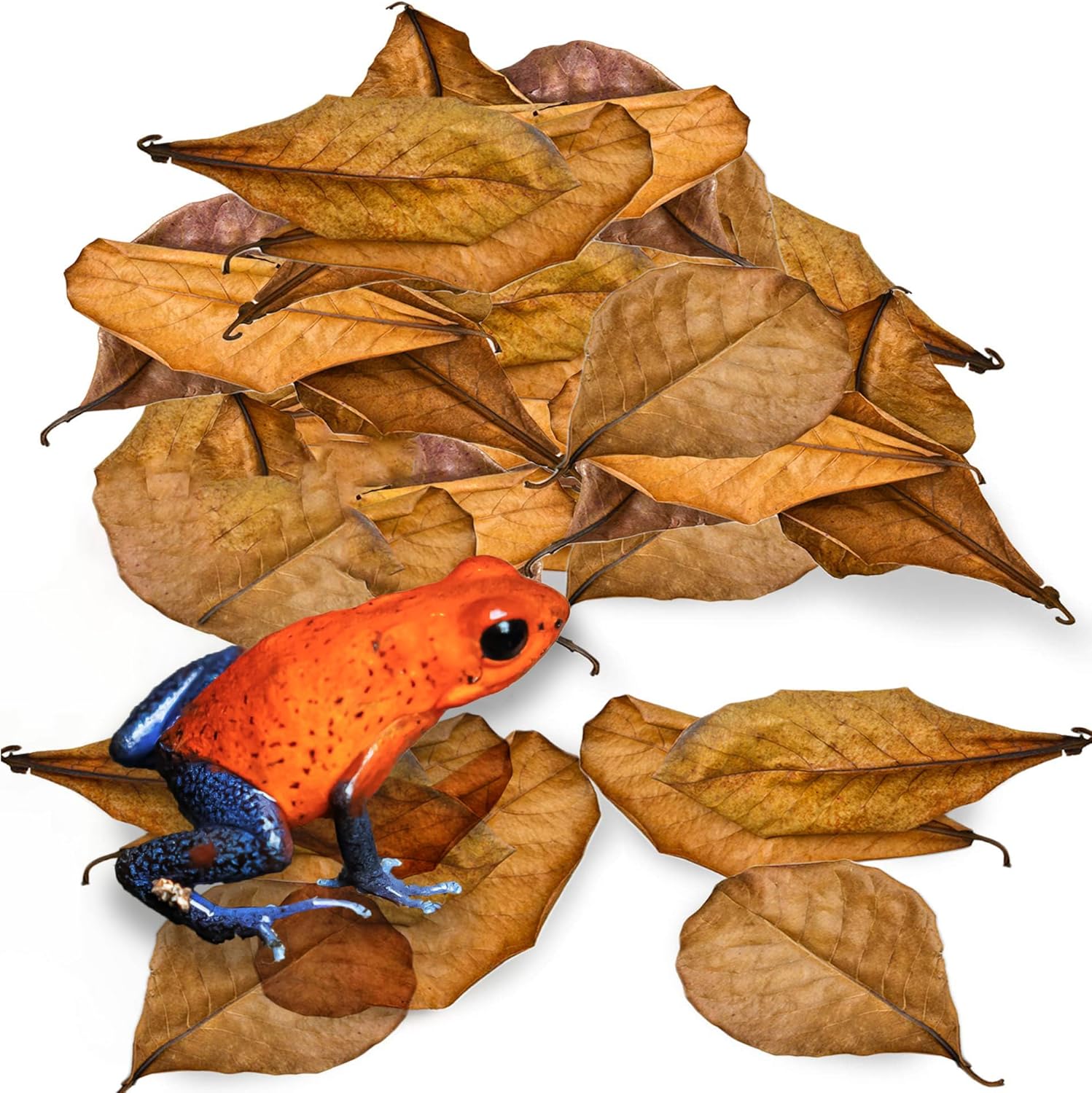 JOR 60 Pack Dwarf Frog Leaf Litter, Mini Indian Almond Leaves as Microfauna Habitat Tank Food Source, Substrate in Bioactive Terrarium & Vivarium Enclosure, Helps Tank Mimics Native Habitat