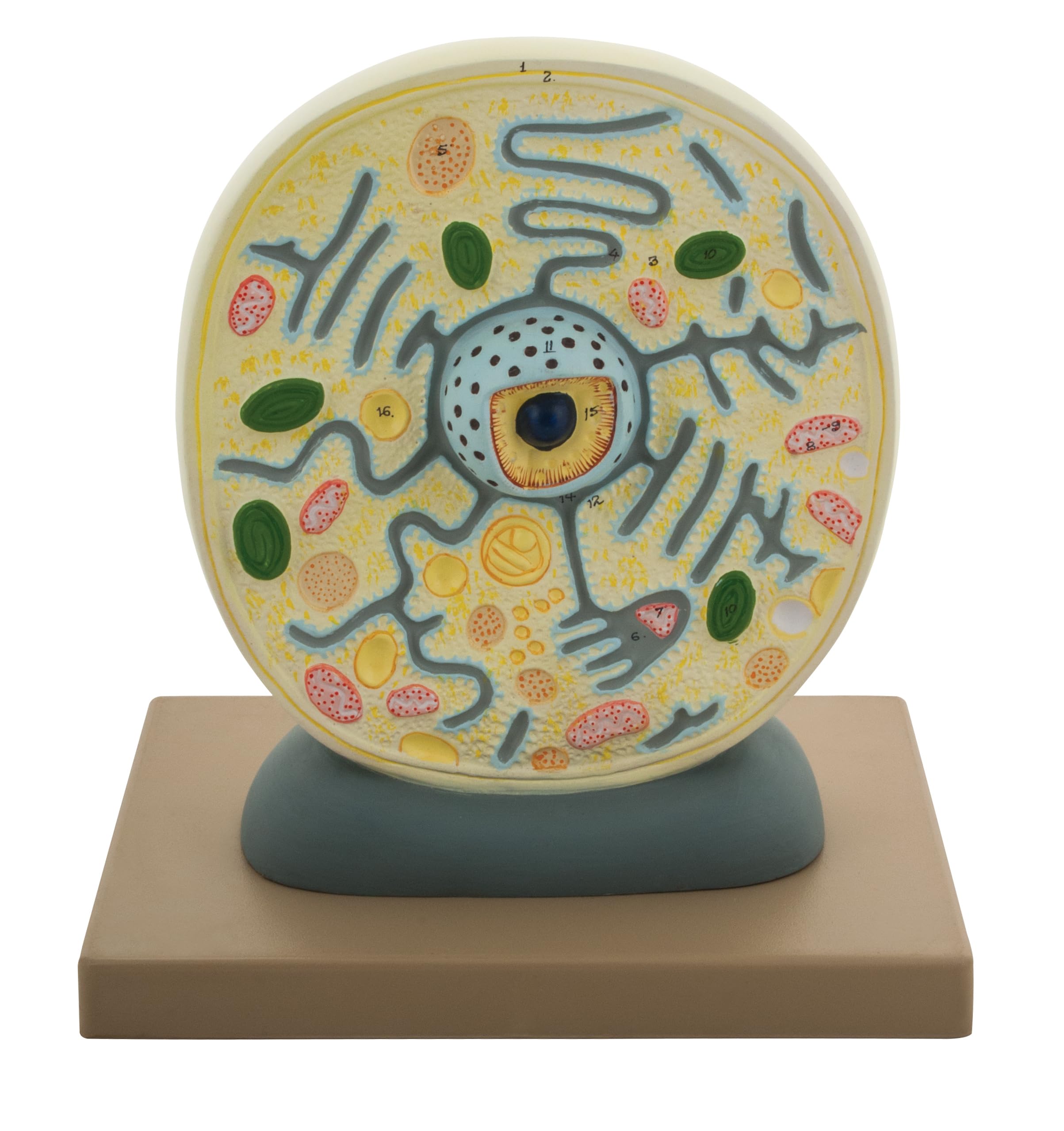 Eisco Labs Plant Cell Model; Attached to Base; Cell Diameter 8"; Cell Height 10"; Electron Microscope Structure