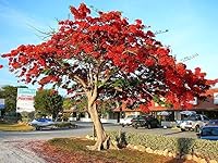 Vista 1 de Royal Poinciana Delonix árbol flamboyano semilla exótica 20 semillas flor roja