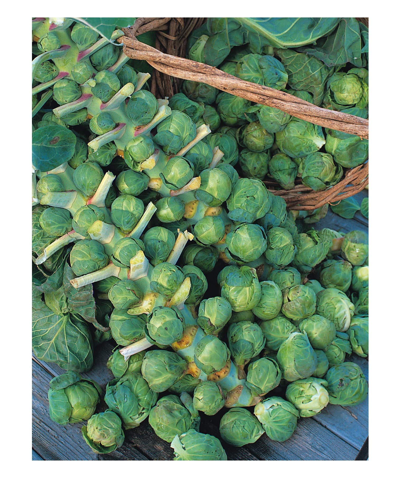 Brussel Sprouts - Trafalgar F1-30 Seeds