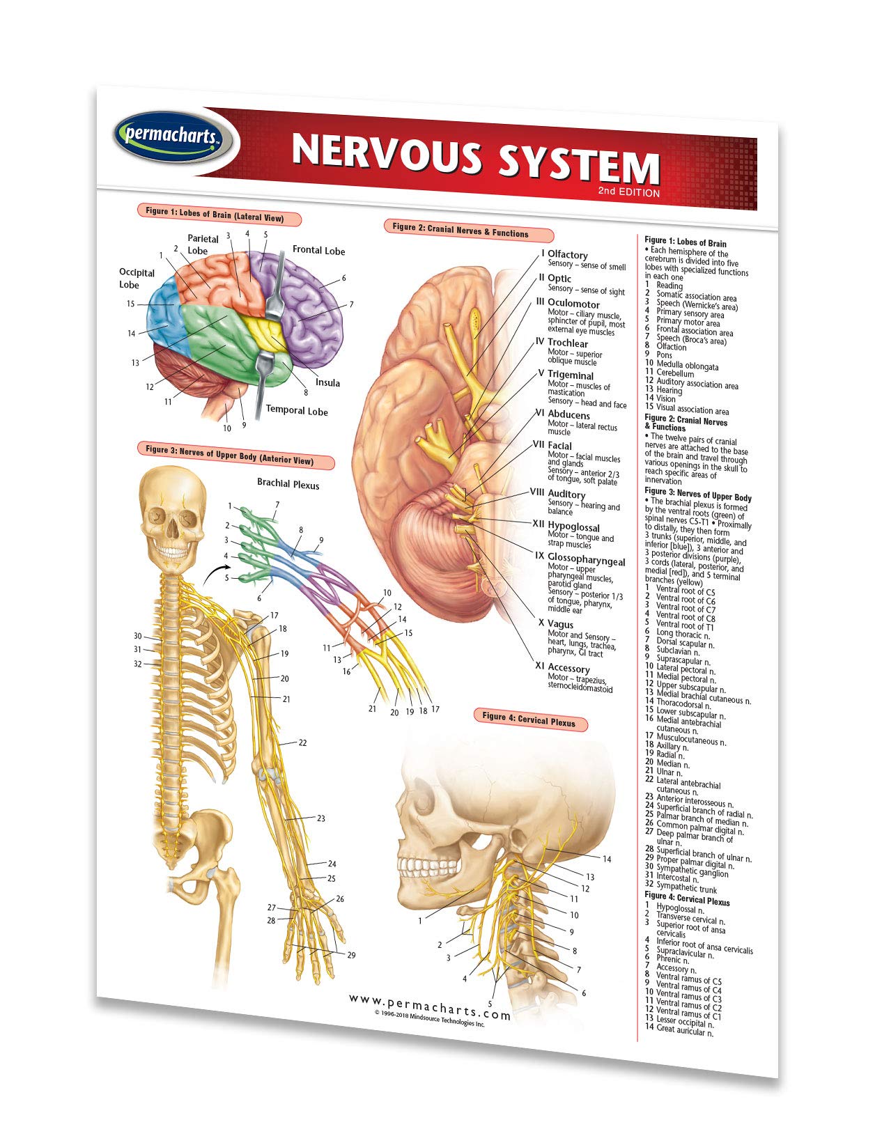 Nervous System Guide - 8.5" x 11" Laminated Medical Quick Reference Guide by Permacharts