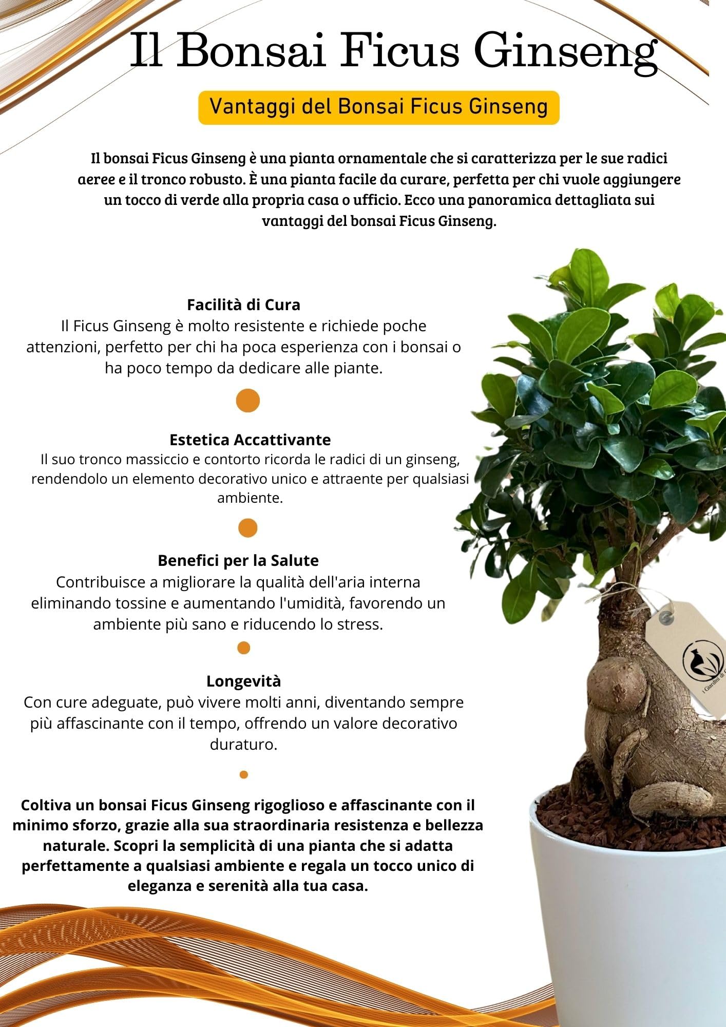 I GIARDINI DI GIULIA - Bonsai Ficus Ginseng | Vaso Elegante in Ceramica |  Facile Cura | Estetica Orientale | Vitalit Duratura | Aria Migliorata,  Vaso Bianco, Large : Amazon.it: Giardino e giardinaggio