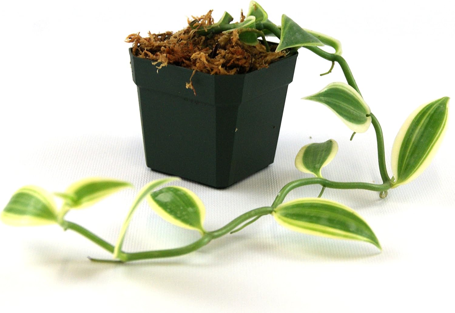 Josh's Frogs Vanilla planifolia - Vanilla Orchid (Super Variegated)