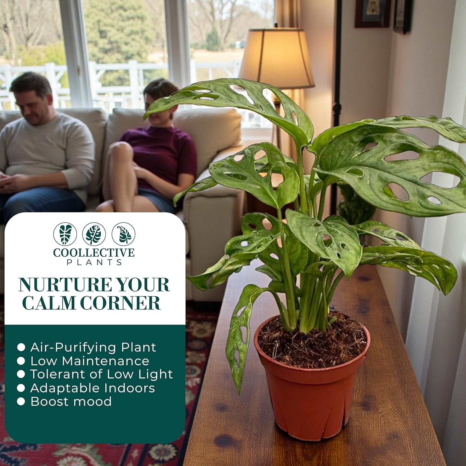 CoollectivePlants Monstera Swiss Cheese | Live Monstera Adansonii Plant in 6" Pot, Indoor Tropical Houseplant, Easy Care, Low Maintenance, Climbing or Trailing Vine
