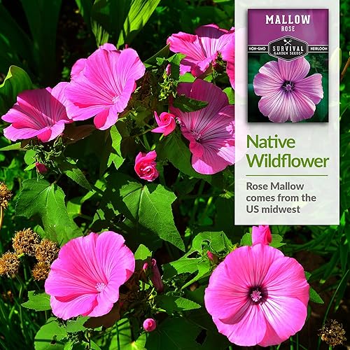 Miniatura 4 de Survival Garden Seeds - Semilla de malva rosa para plantar - 2 paquetes con instrucciones para plantar y cultivar flores silvestres nativas de color