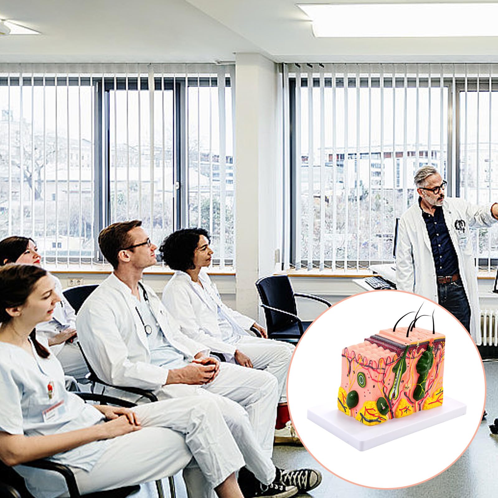Modello 35/50/70/85X della pelle umana ha ingrandito la struttura della pelle anatomica insegnamento medici per lo studio scientifico