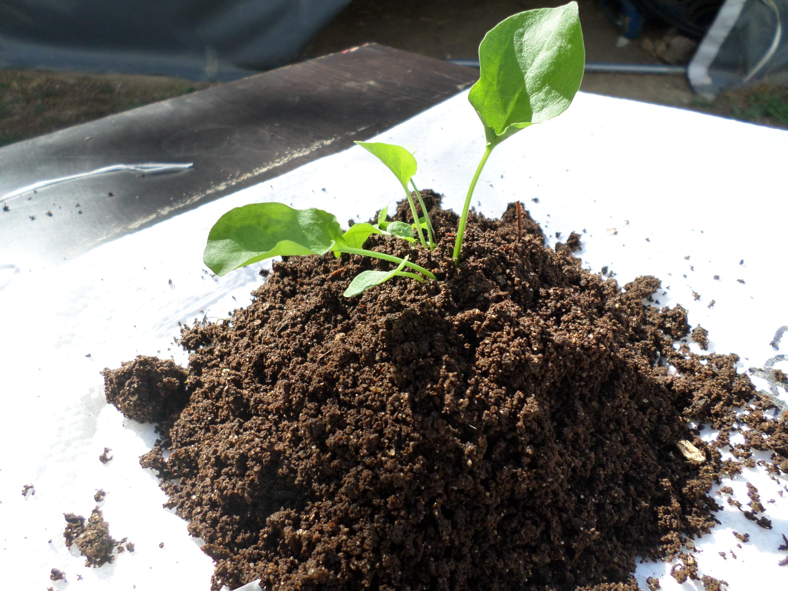 Lombrices rojas californianas para compost, humus o huerto, con guía de uso (100 lombrices)