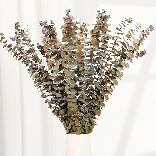 Miniatura 9 de 16 tallos de eucalipto secos, ramas de hojas de eucalipto frescas naturales de 17 pulgadas, ramas para colgar para la ducha, planta de eucalipto