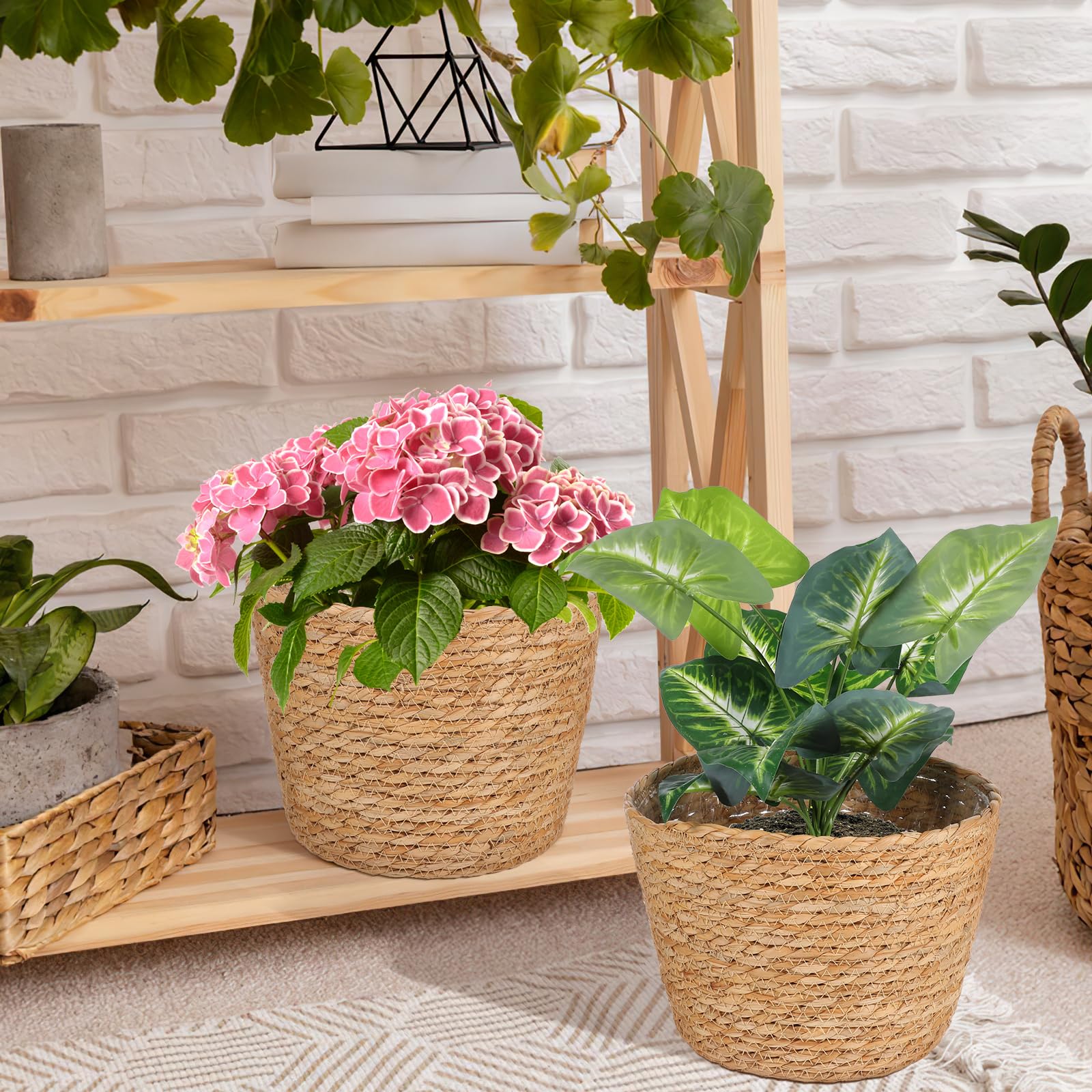 self watering plants Self-Watering Glass Plant Globes – We The Wild Plant Care USA main image 0